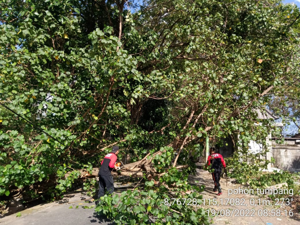 Pohon Tumbang di Jalan Bantas Kauh, Banjar Pasek, Kelurahan Kedonganan, Kecamatan Kuta Tanggal 19 Agustus 2022